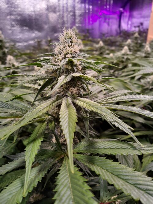 Strawberry Sour Diesel -  <br />Feminized ♀ 6 Pack