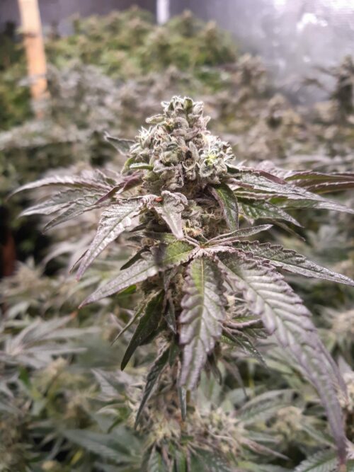 Strawberry-Line -  <br />Feminized ♀ 6 Pack